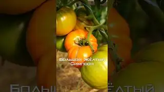ЭТОТ СОРТ СОВЕТУЮ ВСЕМ! БОЛЬШОЙ ЖЁЛТЫЙ СИМПСОН.