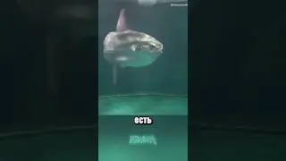 Sad sunfish