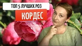 Изысканные красавицы: розы Кордес во всей своей красе. Топ 5 лучших сортов.