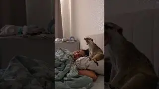 Носухи в квартирных условиях