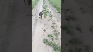 бежать не бежать ? бежать !