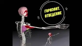 Вся биомеханика плечевого сустава