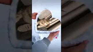 Животные ♥️