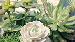 Топ 5 суккулентов для новичков.