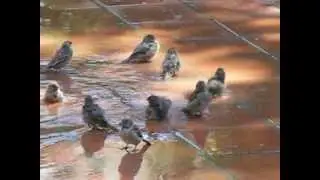 Passer domesticus.AVI   דרורים בבריכה של נילי