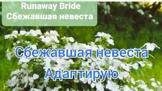 Адаптация растений после получения  на примере Сбежавшей невесты.
