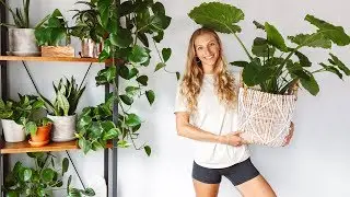 A Tour Of My Houseplants + Plant Tips & Care