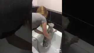 Купание кошки😁😁 говорящий кот 😂😂😅🖤