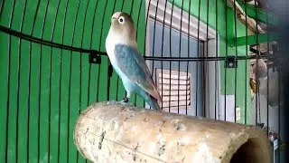 lovebird ngetik lambat siap jadi guru paud