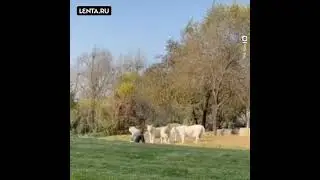 В Китае безумец решил поприставать к 11 огромным тиграм