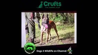 Dogs4Wildlife on CHANNEL 4