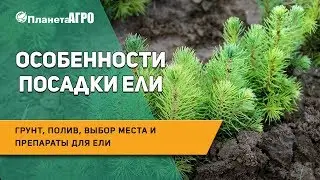 🌲 Особенности посадки ели: грунт, полив, выбор места и препараты для ели 🌿 Планета Агро