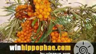 Hippophae by Winasun