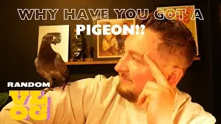 "Why have you got a PIGEON!?" vlog!