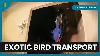 Exotic Bird’s Risky Arrival - Animal Airport - Animal Documentary