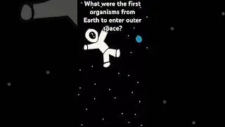 What Was the First Organism (from Earth) to Enter Space? #shorts #animation