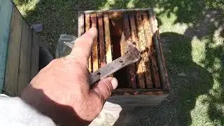 Подготовка семей на акацию.