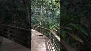Otter at Corkscrew Swamp Sanctuary