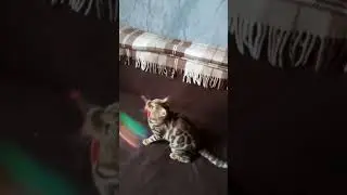 #kitten #cats #bengalcats #кошки Изольда Dakota Gold Bengal cat  #бенгалы
