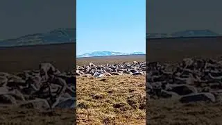 #deer