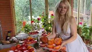 Семена томатов на 2023 год( редкие коллекционные сорта ) . Семена в подарок к Новому году