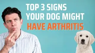 Top 3 Signs Your Dog Might Have Arthritis!