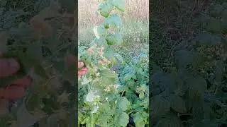 малина полана, полка, полька. плантация малины