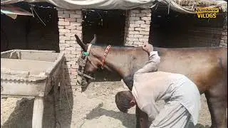 donkey mating 5| horse mating | horse breeding | donkey breeding | horses mating numberdar life vlog