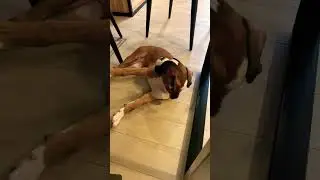 Охотничий боксер)