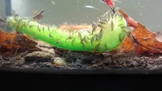 Cepas de gammarus en oferta !!!