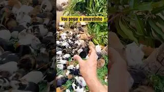 Vou pegar o amarelinho na corrida #pets #shorts