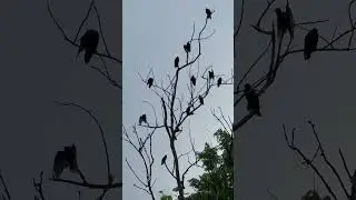 Reunión de Auras tiñosas en Cuba…. #cuban #aves