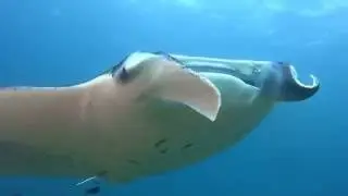 Maldives, diving with manta rays. Safari with Barracuda dive club