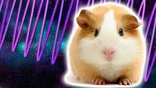 Cosmic Guinea Pig