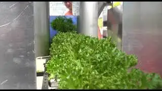 Salanova Teenleaf Механическая уборка
