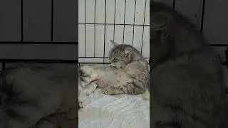 Lynsey the cat, torn apart by a dog. What happened to her?