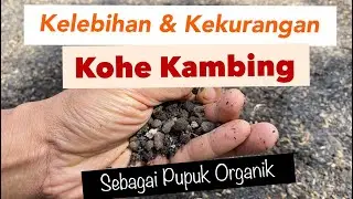 Kelebihan dan Kekurangan Kohe Kambing Sebagai Pupuk Organik