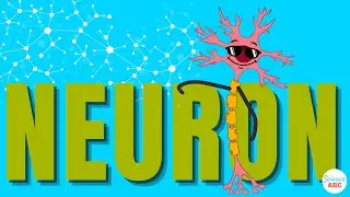 What Are Neurons and How Do They Work?