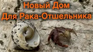 Рак-отшельник переезжает из пробки в морскую раковину