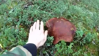 ВЫЕЗД В ЛЕС | МОРЕ ГРИБОВ | ТЕСТИРУЮ ТХ850 ПОСЛЕ РЕМОНТА!