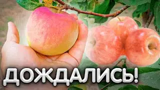 ДОЖДАЛИСЬ с плодового сада ОБИЛЬНОГО УРОЖАЯ.