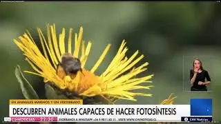 Chilevisión Noticias 01-02-2021 Animales que hacen Fotosíntesis
