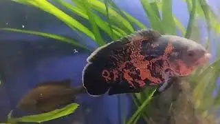 Астронотус Оскар,чем кормить. Гуппи потихоньку ложатся.