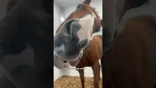 World's Best Barrel Horse Goes To The Hospital... (He's okay) #barrelracing #horses #equestrian
