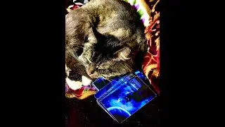 Предсказание ! О чём расскажет Вам Чёрный ворон !!!