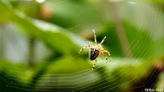 Hrituc Alex Photography ~ Spider Web construction ~