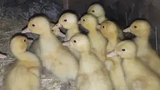 Вот