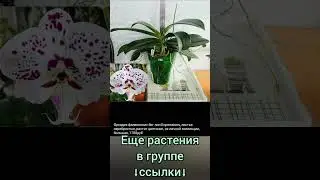 6.07.24 #Растения почтой🌿Липецк🌸Филодендроны🌿Сингониумы🌸Орхидеи🌿Рипсалис🌸 #shorts