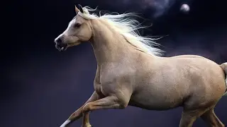 лоWади