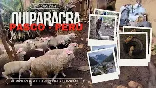 ALIMENTANDO A LOS CHANCHOS Y A LOS CARNEROS / Día 3 / 2023-2024